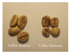 arabic_robusta_5