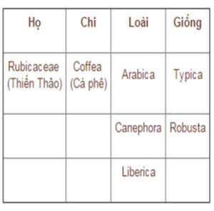 arabic_robusta_5